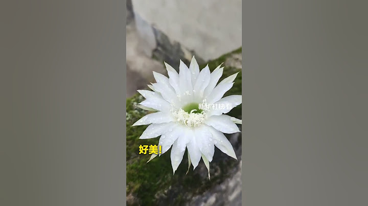 没想到在贫瘠的墙面上，仙人球也能开出这么美的花！祝见者好运、一路生花！#好运 #祝福