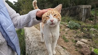 Male cat that purrs very loudly when petted is incredibly cute