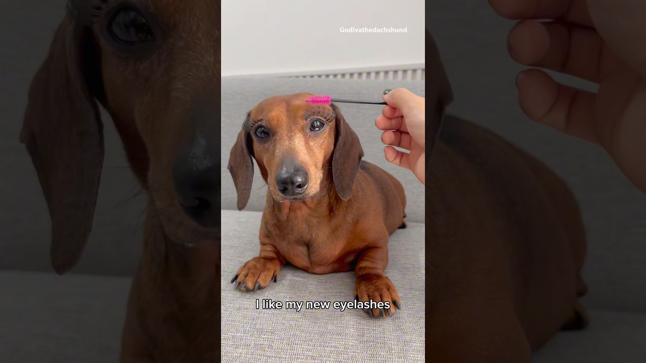 I think she likes her new eyelashes #dog #dogs