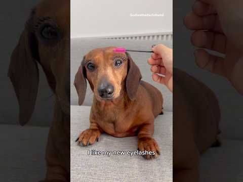 I think she likes her new eyelashes #dog #dogs