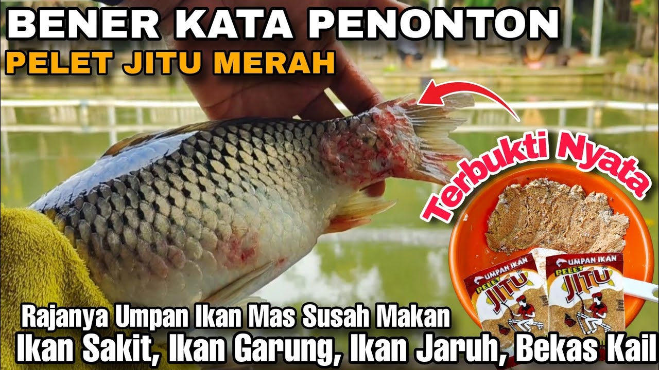 Pelet Jitu Merah Raja Nya Umpan Ikan Mas Susah Makan Paling Ampuh, Ikan Luka Ikan Sehat