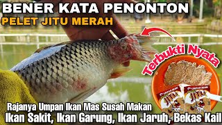Download Lagu Pelet Jitu Merah Raja Nya Umpan Ikan Mas Susah Makan Paling Ampuh, Ikan Luka Ikan Sehat MP3
