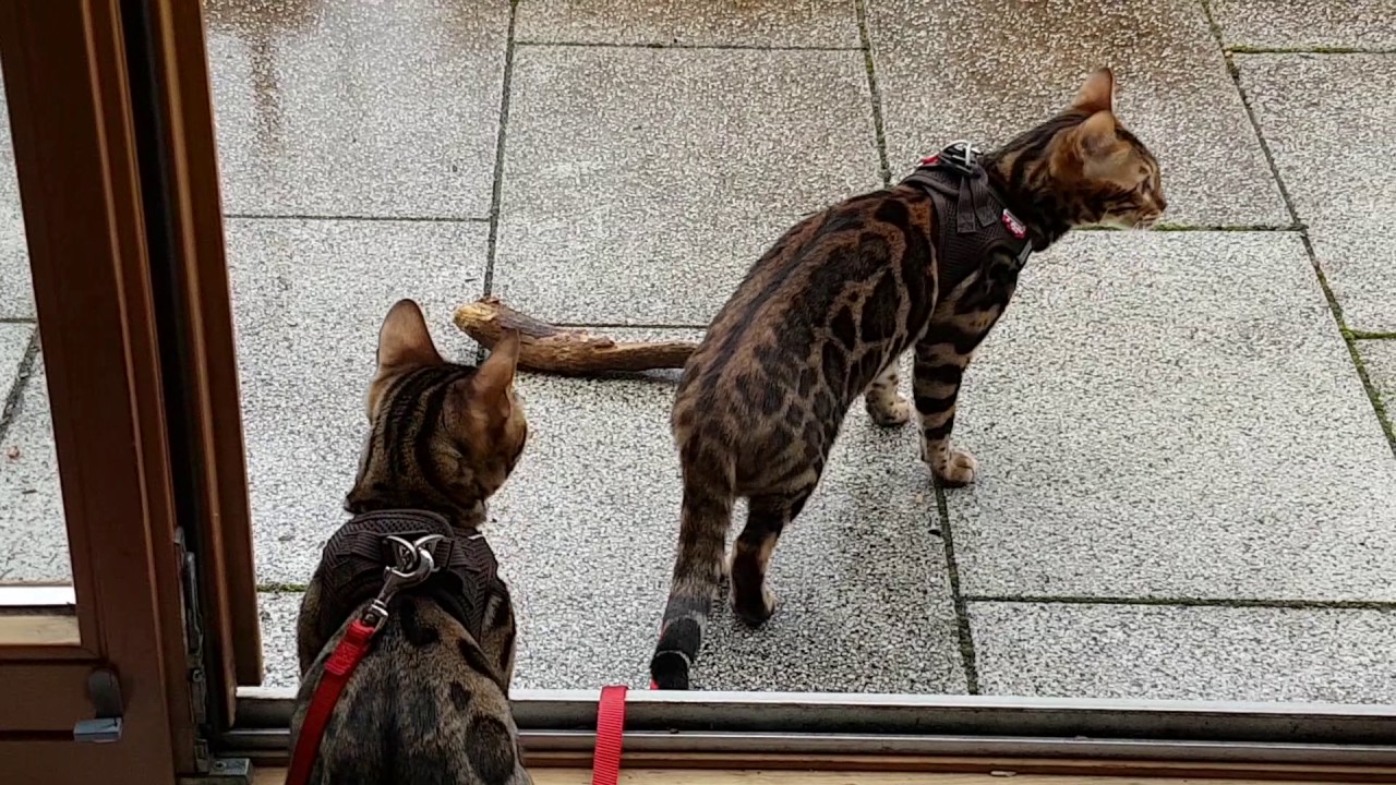Bengalkatzen Leinentraining Erster Ausflug Auf Den Balkon