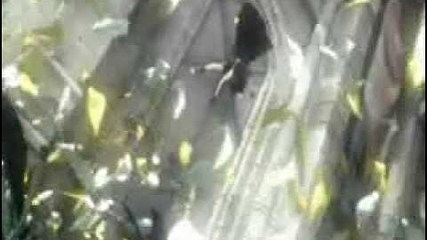 FF7: Advent children - [we