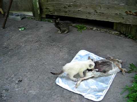 Kitten eats road kill rabbit ! - YouTube