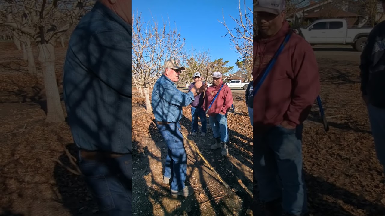 Pistachio pruning part 2, Bob Beede