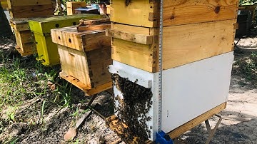 Kích Thước cầu ong và thùng nuôi ong mật châu âu 5 cầu tiêu chuẩn - Ong Xanh Beekeeping