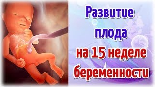 Развитие плода на 15 неделе беременности/Календарь беременности!