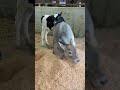 Cute animals just laughing 