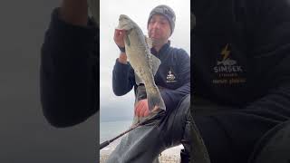 Paşa levrek 21.03.2026 #labrax #seabass #levrek #fishing #fyp #keşfet #tekirdağ