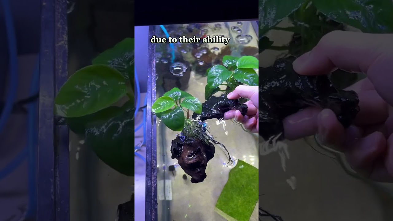 The benefits of live aquarium plants 