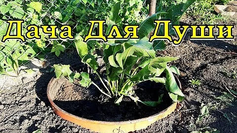 Как посадить ХРЕН, чтобы не пришлось от него избавляться?