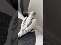 تغريدة كوكي كوكي Talkingparot Birdwatching Cockatiel Calopsita Parrot Parrotlover 