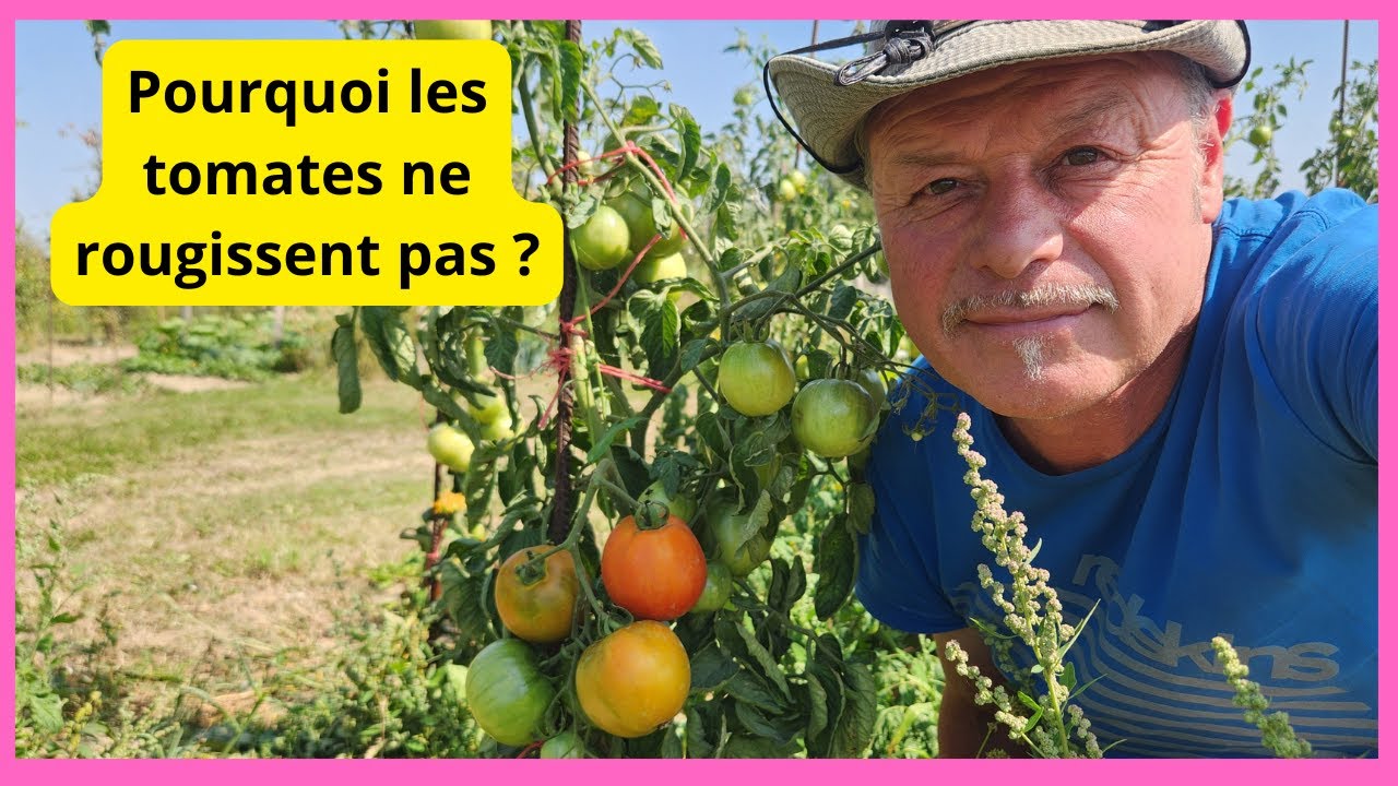 Pourquoi les tomates ne mûrissent pas ? YouTube — free download