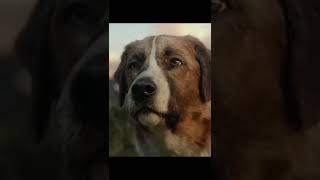 Buck Edit - El Llamado Salvaje Ashdymela