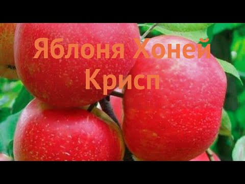 Видео: Honeycrisp Информация о яблоках: Узнайте о выращивании яблок Honeycrisp