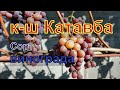 Виноград Беларуси. Лидчина .Сорт винограда кишмиш  Катавба.