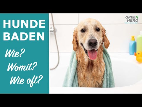 Video: Wie man sicher deinen Hund in der großen Stadt geht