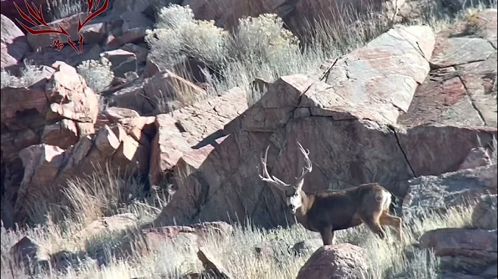 2022 Antelope Island non-typical muley