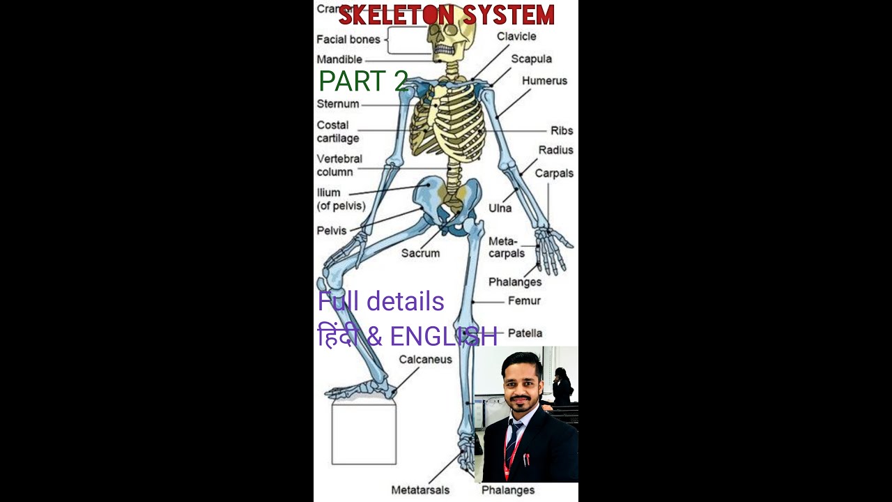 Skeleton system | part 2 | Axial skeleton & Appendicular skeleton ...