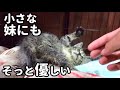 【ラルフ×デンちゃん｜1話】“ちいさな妹”に見せた優しさ。@taipi 【切り抜き】