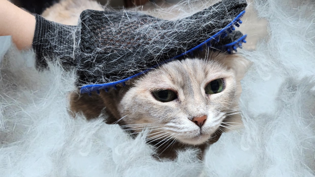 5마리 고양이의 털을 빗으면?