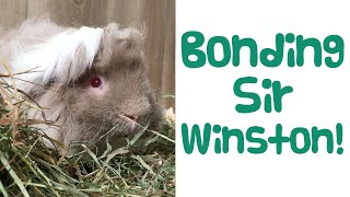 GUINEA PIG BONDING - Neutered Male with 6 Female Guinea Pigs! - Guinea Piggles by Guinea Piggles 2,052 views 2 years ago 8 minutes, 3 seconds