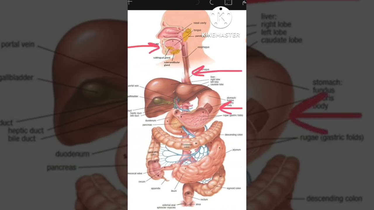 human-digestive-system-grade-4-youtube