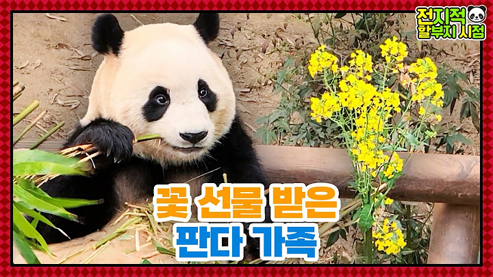(SUB) Panda Family Received Spring Flowers💐│Panda Family