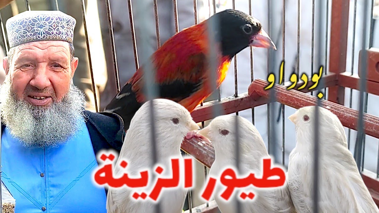 سوق متنوعة طيور الزينة المغردة و الشمعية في الجهوزية | بودواو مع فراخ الروز