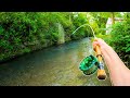 Catching monster brown trout out of small creeks fly fishing