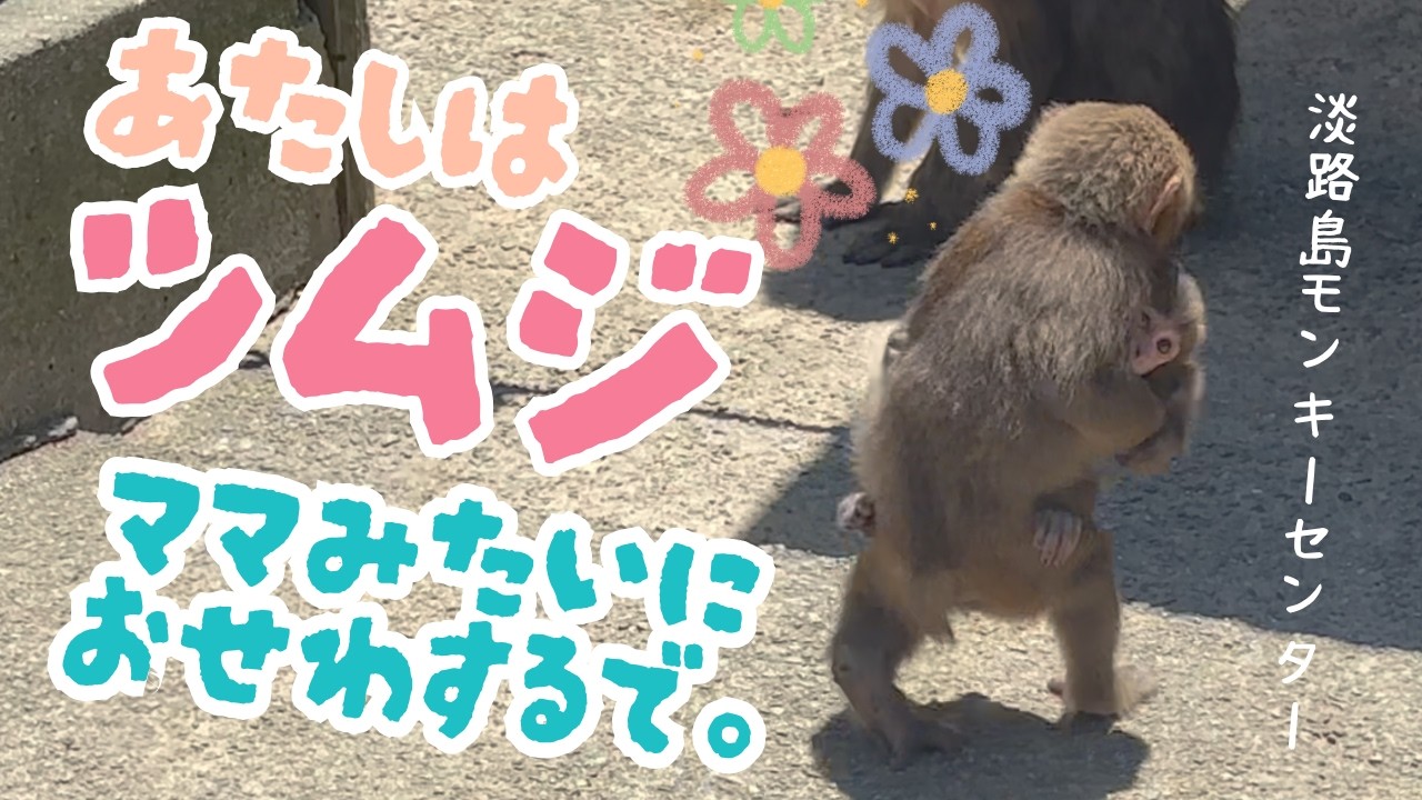 ツムジもおかあさんになりたいねん！お世話に奮闘中のニホンザルの女の子【淡路島モンキーセンター】