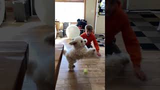 Trayl vs Marvin in ball toss. #amazingmarvin