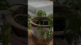 1 Month Monstera Comeback 🌱 #shorts