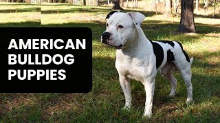 Where to Find American Bulldog Puppies for Sale