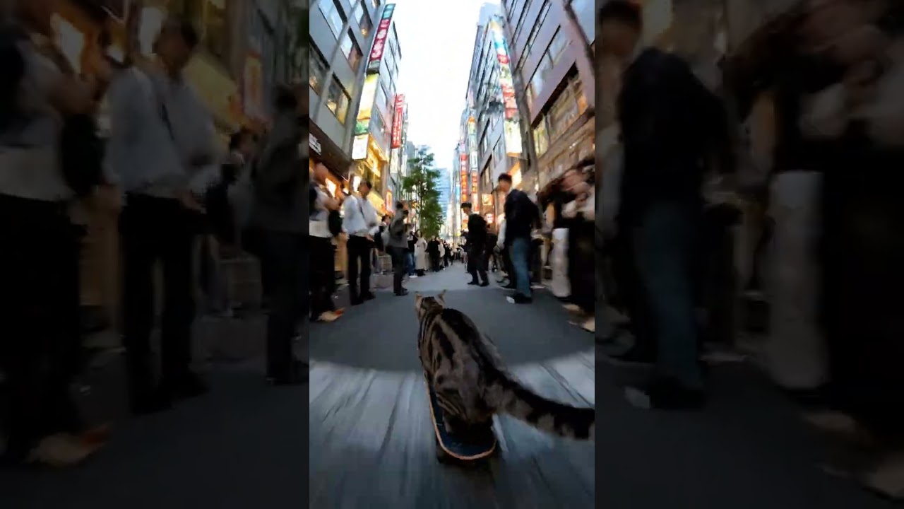 🐱🐭 Tabby’s Adventure Duo 