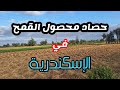 موسم حصاد القمح في الإسكندرية عند فلاحين محرم بك أهالي منطقة أبيس 