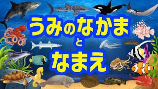 水族館にいる仲間】海の仲間と海の生き物たちの名前を覚えよう☆彡子供