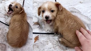 流浪狗在雪地裏凍的發抖小狗前腿受傷被主人遺棄Puppy injured on front leg and abandoned by owner in snowrescue stray dogs