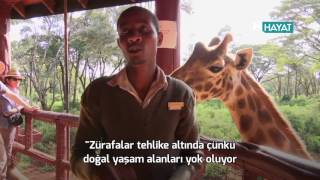 N Hayat... Zürafaların Nesli Tükeniyor