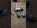 #youtubeshorts #kahramanmaraş #doğa#öneçıkar#güvercin#güvercinvideoları#andırın#
