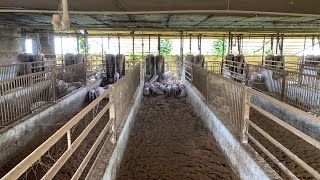 豚小屋にシャワー Youtube