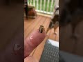 Tired little bee part 2