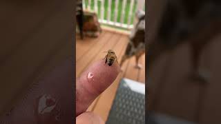 Tired little bee part 2