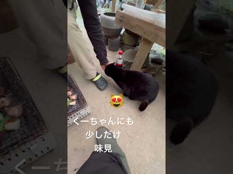 バーベキューは楽しみにゃん#保護猫 #family #黒猫#くーちゃん