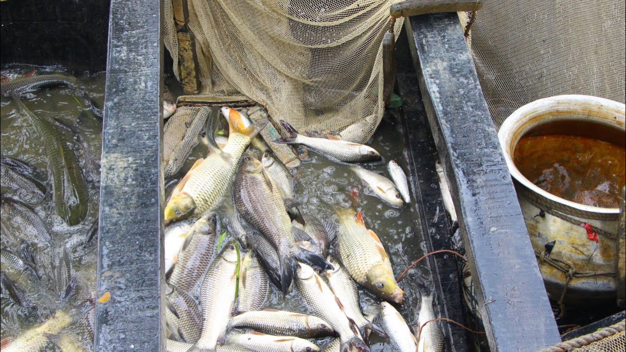 Village Fishing | Cast Net Fishing | Catching Lot Of Katla Fish by Net