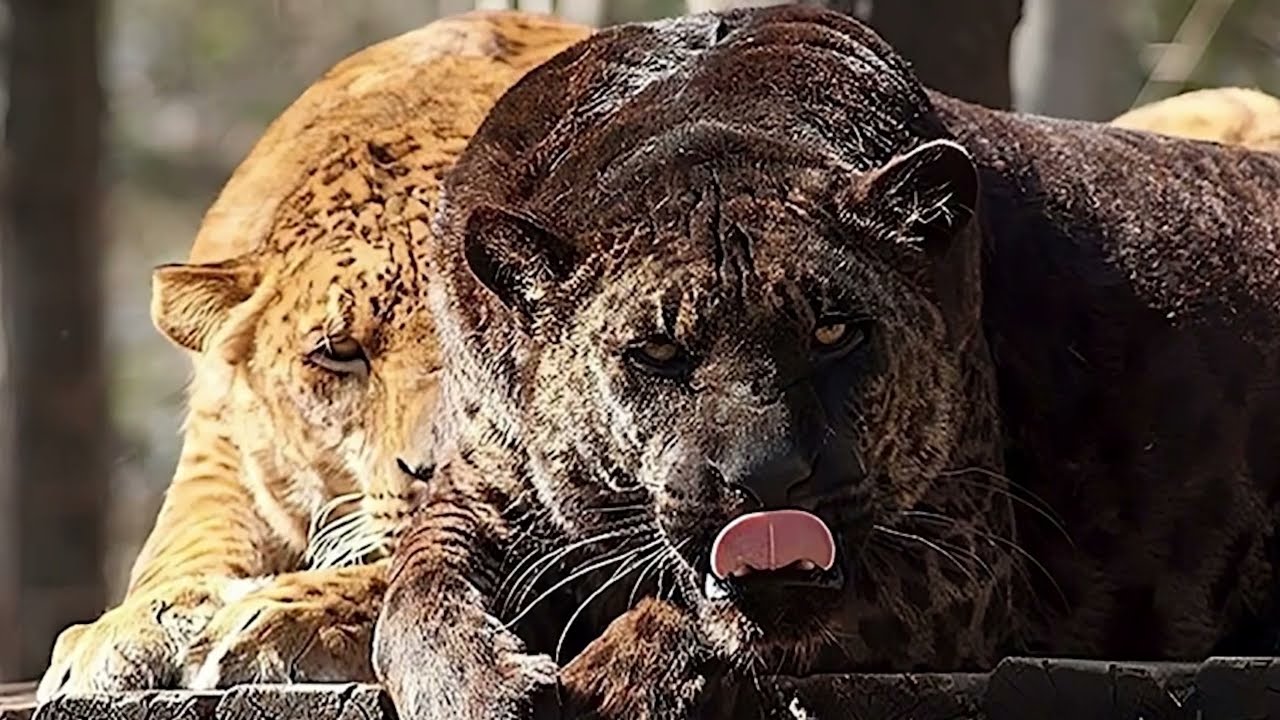 5 Hybrid Animals Created By Scientists!