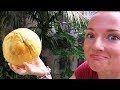 КОКОС - Это ОООЧень Вкусно!!! Экзотический Тропический фрукт в Таиланде!