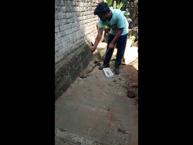 Mistakes during Cobra Snake Rescue Operation from Dhenkanal, Odisha