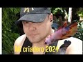 Mi criadero 2024 - Gente Betta Venezuela Dorman